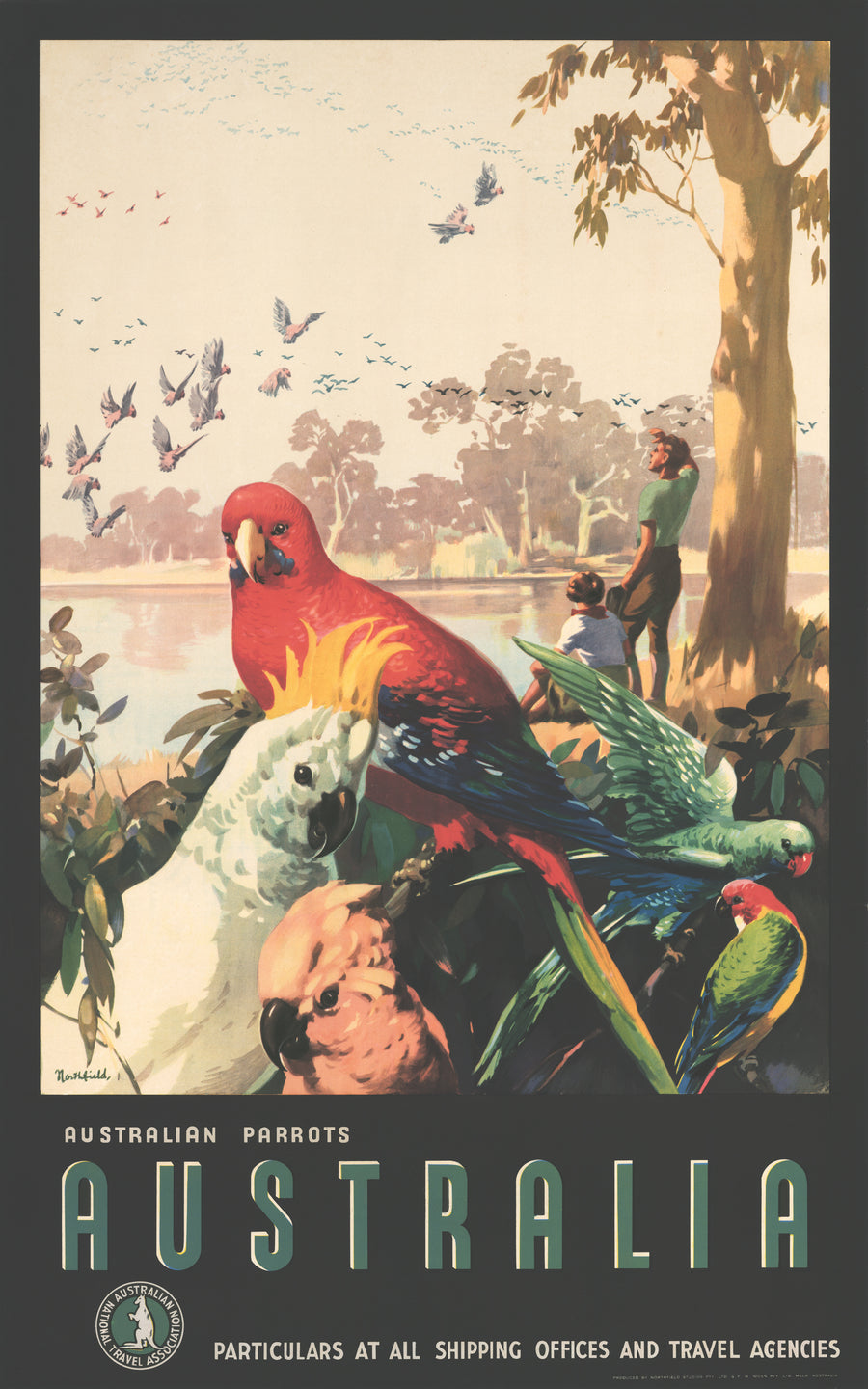 Vintage Travel Poster I Australia: Australian Parrots by: James Northfield